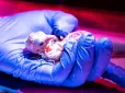 У США зі штучного яйця вилупилися перші пташенята: Що відомо про проєкт відродження вимерлих моа