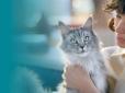 Purina ONE для котів: як вибрати корм для щоденного раціону?