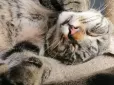Не робіть помилок! Ці продукти можуть повільно вбивати вашого кота