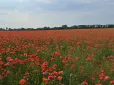 Хотіли красиве фото - отримали штраф? Що загрожує за фотосесію серед маків і ріпаку