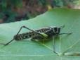 Небо над Одесою наповнилося комахами, яких містяни ніколи не бачили. А птахи просто 