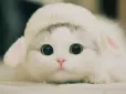 Як спілкуватися з котом - є простий трюк