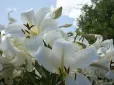Список здивує! Названо квіти, які ніколи не дарують у букетах