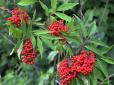 Варто знати! Який кущ українці здавна бояться садити біля дому і чому