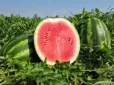 У продаж надходять перші українські кавуни. Скільки наразі коштує кілограм і яка ціна очікується в пік сезону