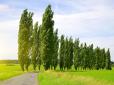 А ви це знали? Чому Сталін наказав всюди садити тополі в СРСР